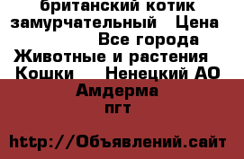 британский котик замурчательный › Цена ­ 12 000 - Все города Животные и растения » Кошки   . Ненецкий АО,Амдерма пгт